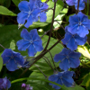 Omphalodes cappadocia - Abriachan Nurseries, The Garden On Loch Ness